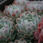 Removing Paint From Succulents; Is It Bad For Them?